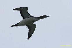 Plongeon arctique